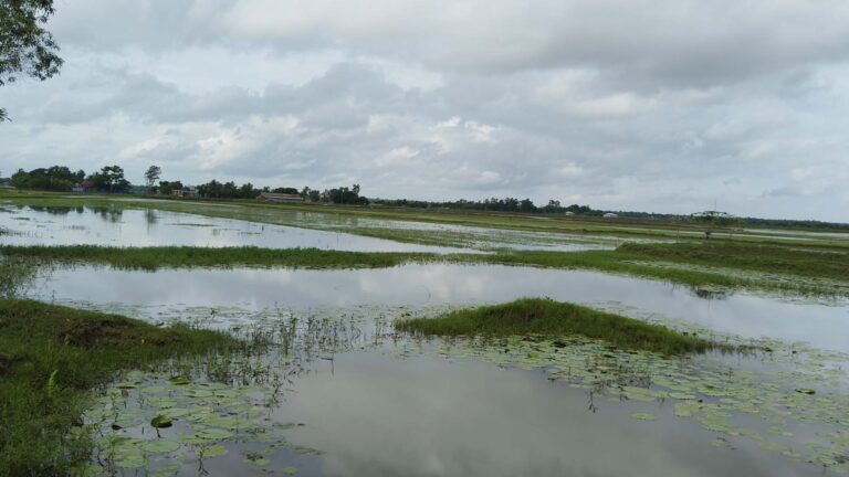 শ্যামনগরে খাল দখল ও জলাবদ্ধতায় হাজার বিঘা ফসলি জমি তলিয়ে চরম দুর্ভোগে কৃষকরা