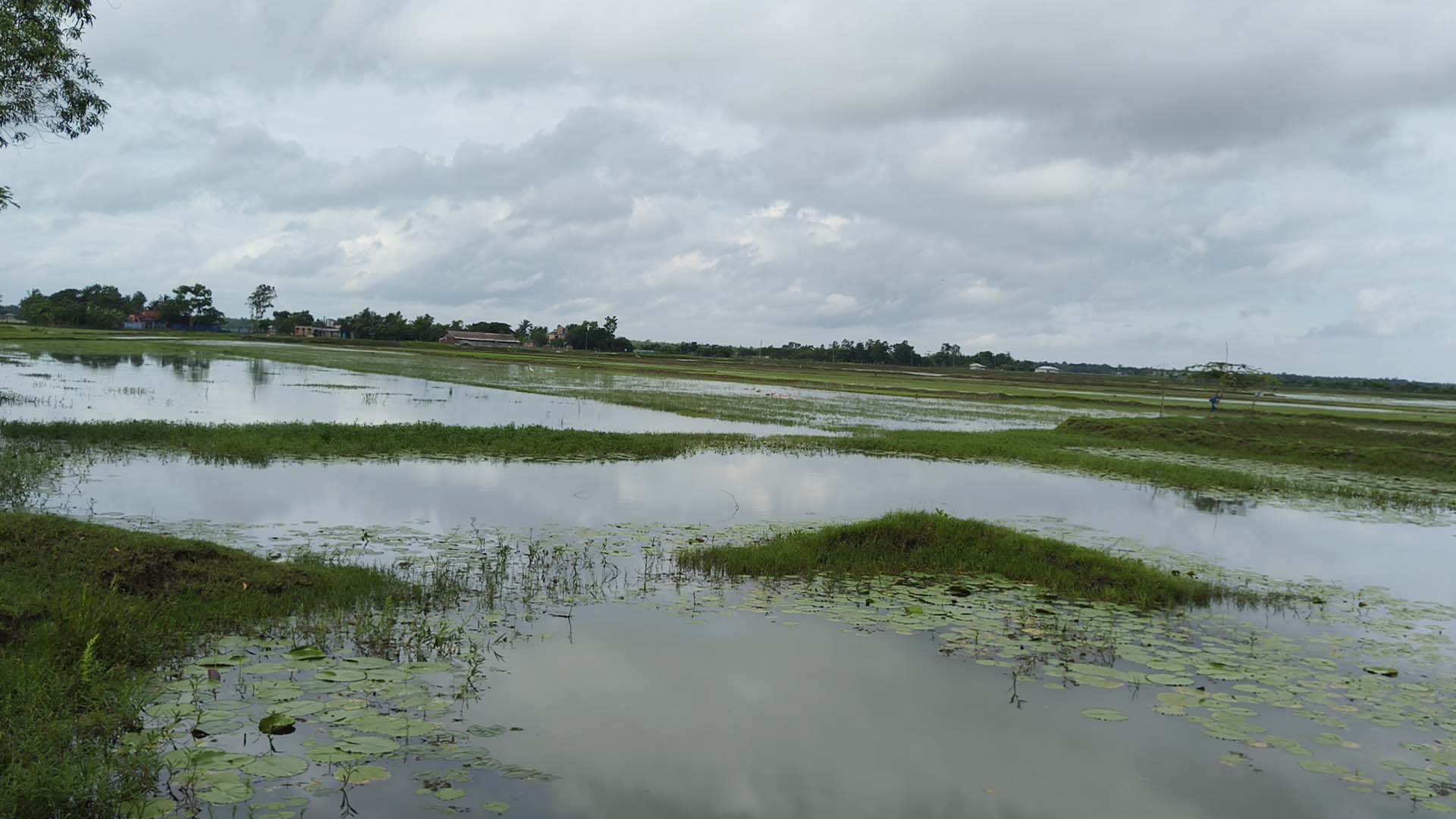শ্যামনগরে খাল দখল ও জলাবদ্ধতায় হাজার বিঘা ফসলি জমি তলিয়ে চরম দুর্ভোগে কৃষকরা
