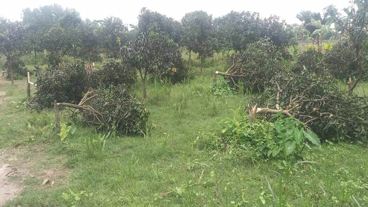 দিনাজপুরের নবাবগঞ্জে শত্রুতা করে ২৯৬টি আমগাছ কর্তন