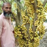 মনোহরদীতে লটকন চাষে সফল আক্তার হোসেন স্বাবলম্বী হওয়ার গল্প