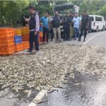 সাতক্ষীরায় জেলি পুশ করা দেড় হাজার কেজি চিংড়ি জব্দ ও ধ্বংস