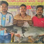 দৌলতদিয়ায় পদ্মার ৫৮ কেজির দুই বাঘাইড় বিক্রি হলো ১ লাখ ১৪ হাজার ৬০০ টাকায়
