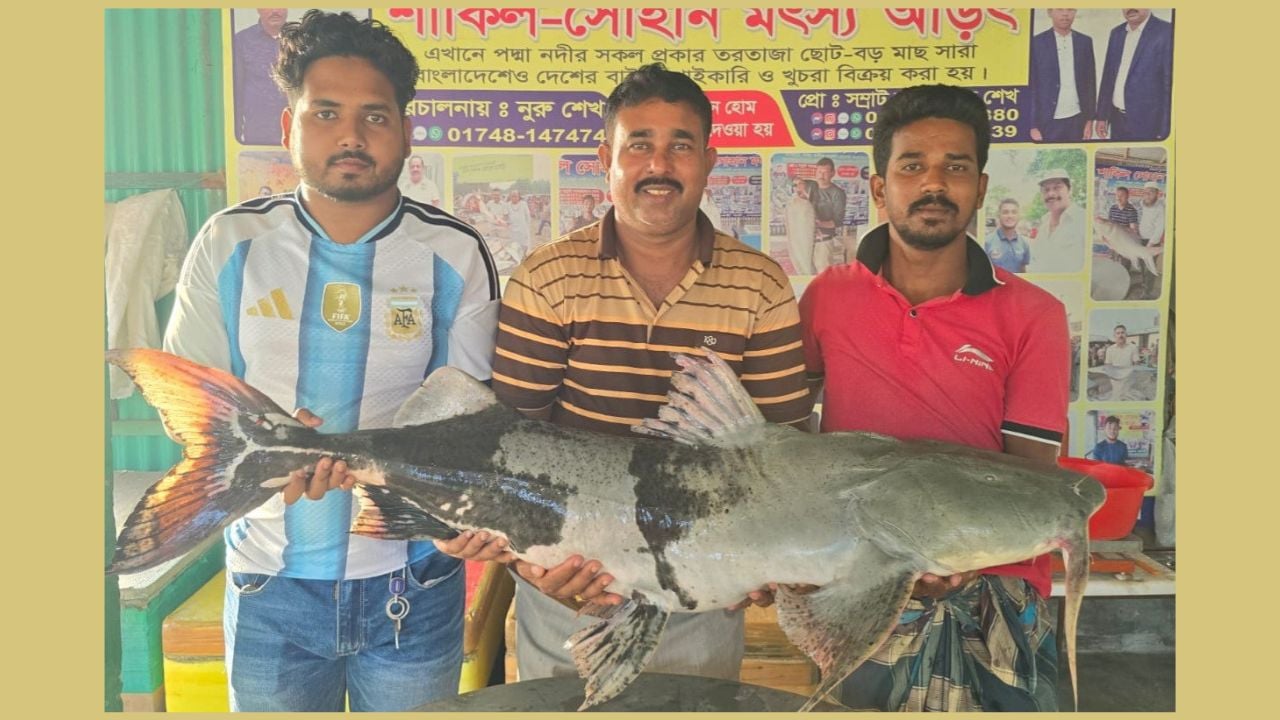 দৌলতদিয়ায় পদ্মার ৫৮ কেজির দুই বাঘাইড় বিক্রি হলো ১ লাখ ১৪ হাজার ৬০০ টাকায়