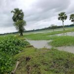 বরগুনার তালতলীতে দখল ও দূষণে অস্তিত্ব সংকটে আমখোলা খাল খননের দাবি কৃষকদের
