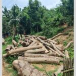 বড়লেখার সাবাজপুর চা বাগানে অবৈধভাবে গাছ নিধন সাতশ ঘনফুট কাঠ জব্দ