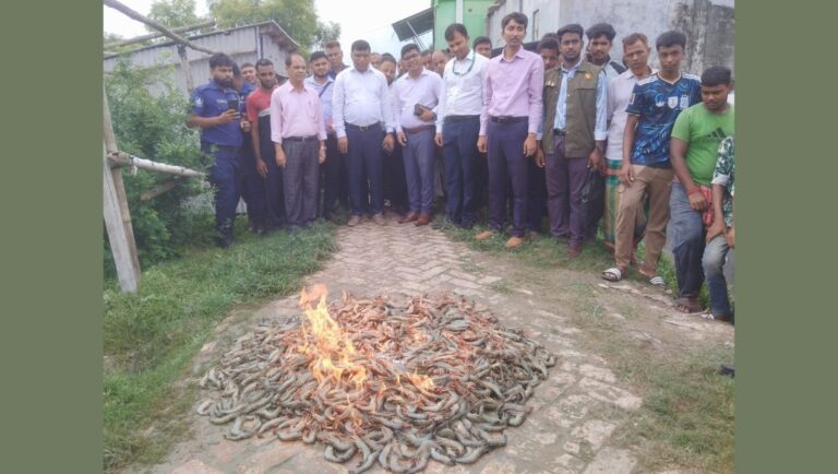 দেবহাটায় জেলি পুশ করা ১০০ কেজি চিংড়ি জব্দ ও তিন ব্যবসায়ীকে জরিমানা