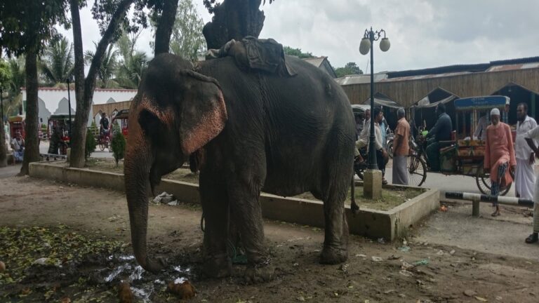 ফরিদপুরে হাতির ধাক্কায় ১০ মাস বয়সী শিশু নিহত আহত বেশ কয়েকজন