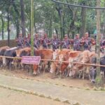 সুনামগঞ্জের মধ্যনগর সীমান্তে ২৫ লাখ টাকার চোরাই গরুসহ নৌকা জব্দ