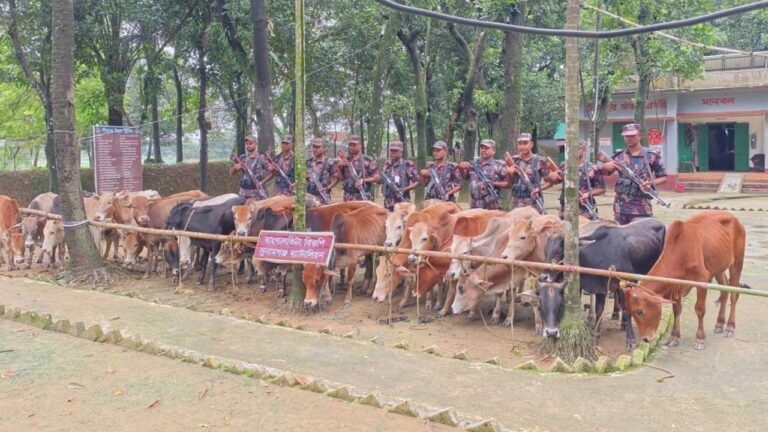 সুনামগঞ্জের মধ্যনগর সীমান্তে ২৫ লাখ টাকার চোরাই গরুসহ নৌকা জব্দ