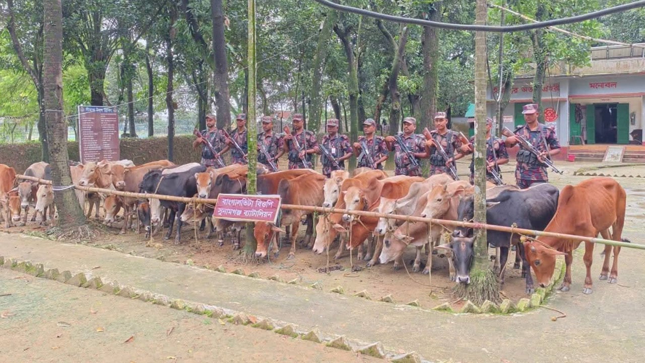 সুনামগঞ্জের মধ্যনগর সীমান্তে ২৫ লাখ টাকার চোরাই গরুসহ নৌকা জব্দ