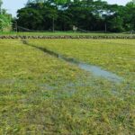 হাতিয়ায় জলমগ্ন ২৫ হাজার হেক্টর ফসলি জমি ক্ষতিগ্রস্ত কৃষকের ক্ষতি ৩০ কোটি টাকা ছাড়িয়েছে