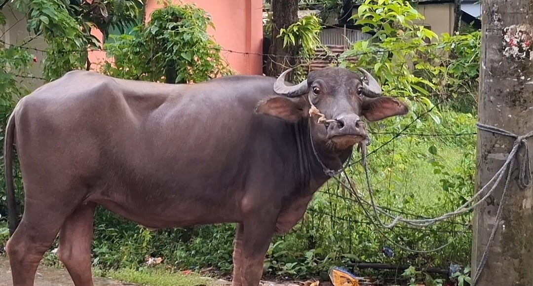 Bangladesh fans slaughter buffalo to celebrate Argentina World Cup final appearance