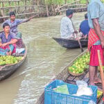 Historic Guava Markets of Southern Bangladesh Face Existential Crisis Amid Climate and Economic Challenges