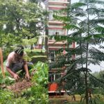 Shahjalal University Student Decries Unauthorized Felling of Self-Planted Tree for Parking Construction
