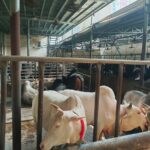 CID Charges Sadiq Agro in 133 Million Taka Money Laundering and Smuggling Probe
