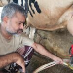 Entrepreneur Transforms Remote Bangladeshi Village Into Thriving Dairy Hub