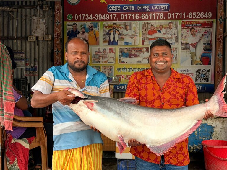 20-Kilogram Pangas Catch Fetches 33,000 Taka at Goalanda Market