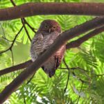 Rare Jungle Owlet spotted in Bangladesh confirms new species record