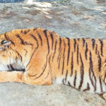 Rescued Sundarbans Tigress Poised for Return to Wild After Recovery