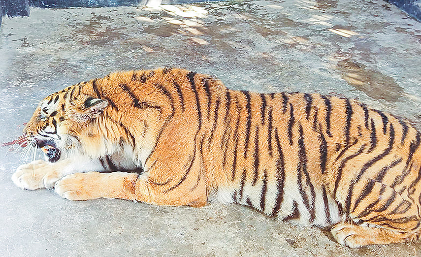Rescued Sundarbans Tigress Poised for Return to Wild After Recovery