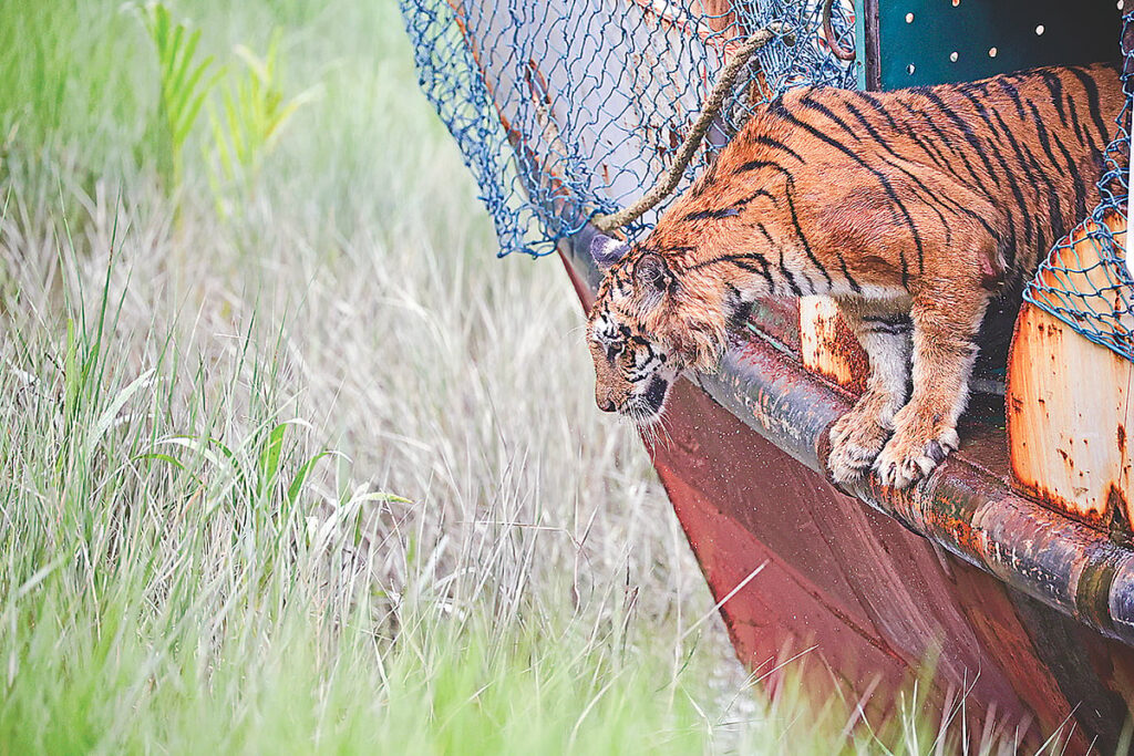 Injured tigress released back into Sundarbans after successful rehabilitation