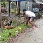 Patuakhali court orders arrest of two men for beating dogs to death