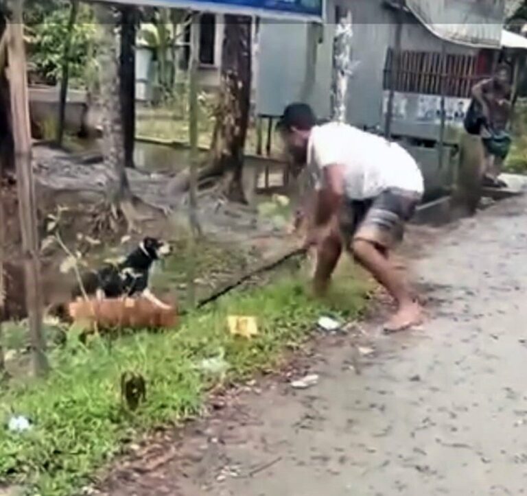 Patuakhali court orders arrest of two men for beating dogs to death
