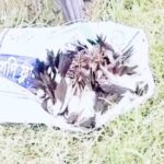 Viral videos of mass bird slaughter in Natore spark public outrage