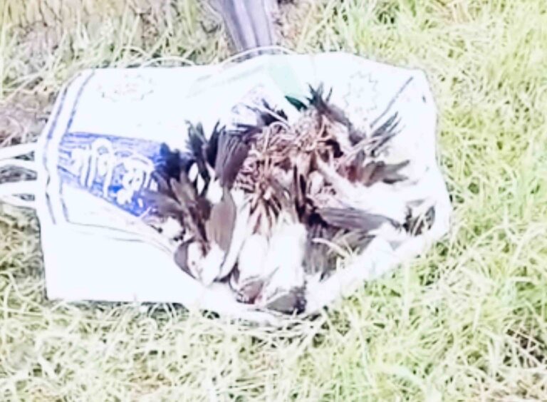 Viral videos of mass bird slaughter in Natore spark public outrage