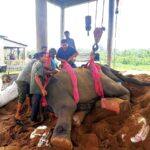 Injured Rescue Elephant Undergoes Emergency Treatment by International Experts at Gazipur Safari Park