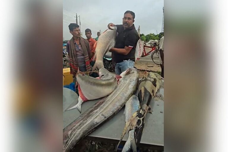 Large Padma River Catch Sparks Trade Concerns Over Sale of Endangered Species