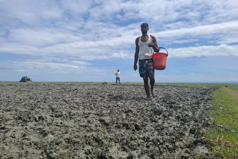 Sandwip farmers adopt traditional broadcast method to boost efficiency in vast coastal paddy fields
