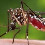 Bangladesh dengue death toll hits 50 as seasonal infections surge