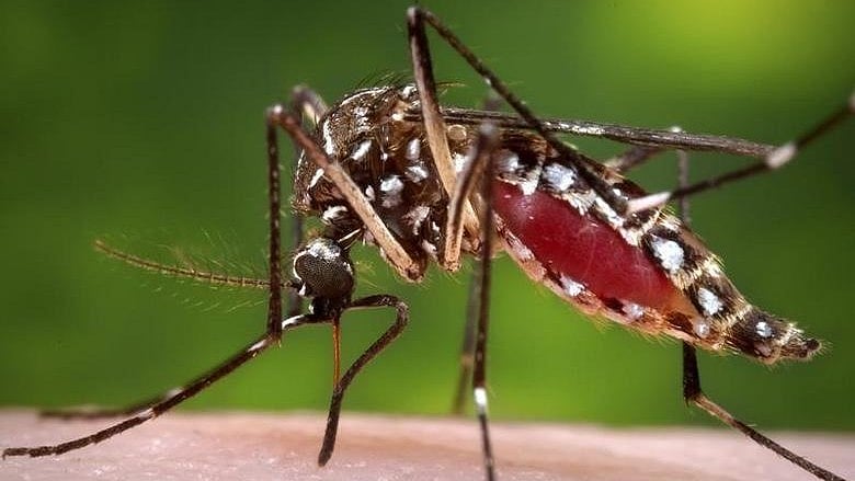 Bangladesh dengue death toll hits 50 as seasonal infections surge