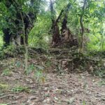 Ancient earthen mound in Satkhira reveals hidden links to King Pratapaditya’s historic fortress