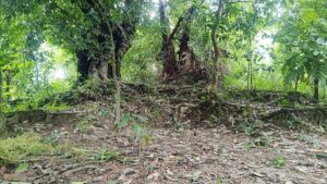 Ancient earthen mound in Satkhira reveals hidden links to King Pratapaditya’s historic fortress