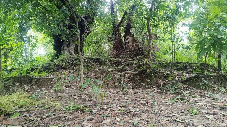 Ancient earthen mound in Satkhira reveals hidden links to King Pratapaditya’s historic fortress