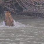 Increased Tiger Sightings in Sundarbans Signal Ecosystem Recovery