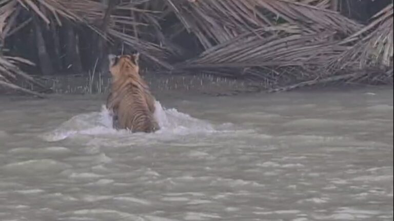 Increased Tiger Sightings in Sundarbans Signal Ecosystem Recovery