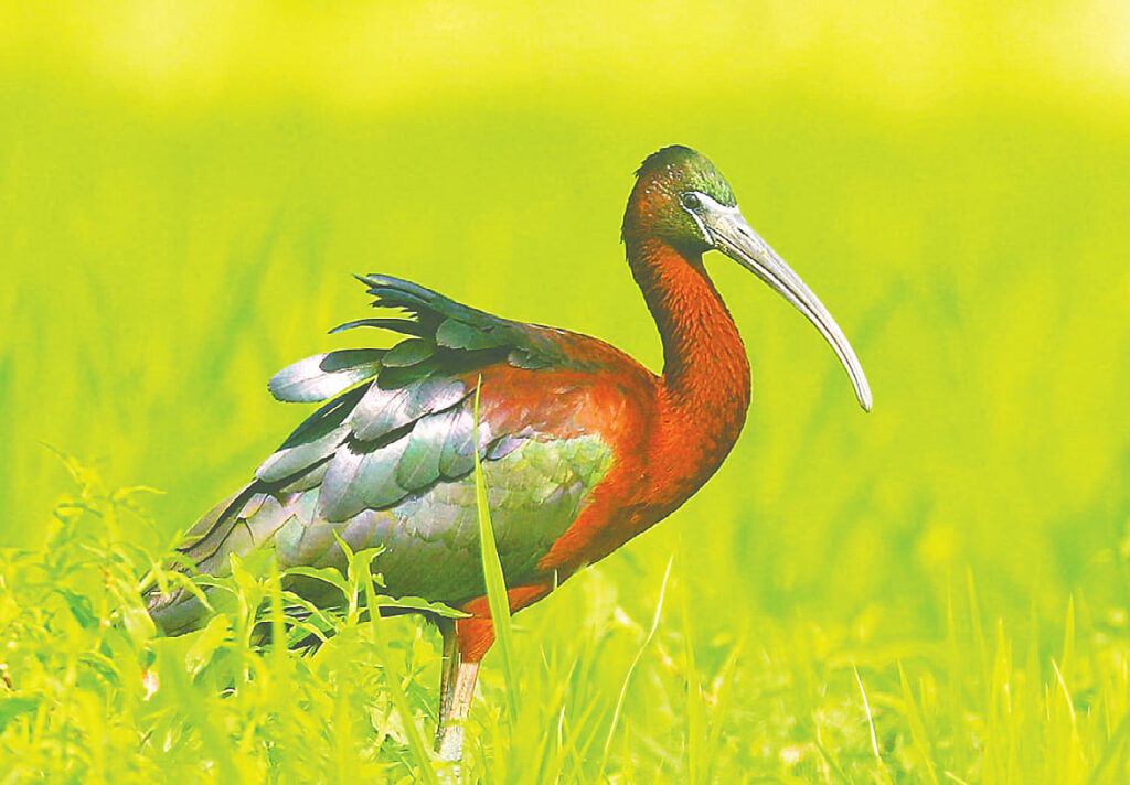 Rare Glossy Ibis Breeding Colonies Emerge Across Northern Bangladesh