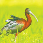 Rare Glossy Ibis Breeding Colonies Emerge Across Northern Bangladesh