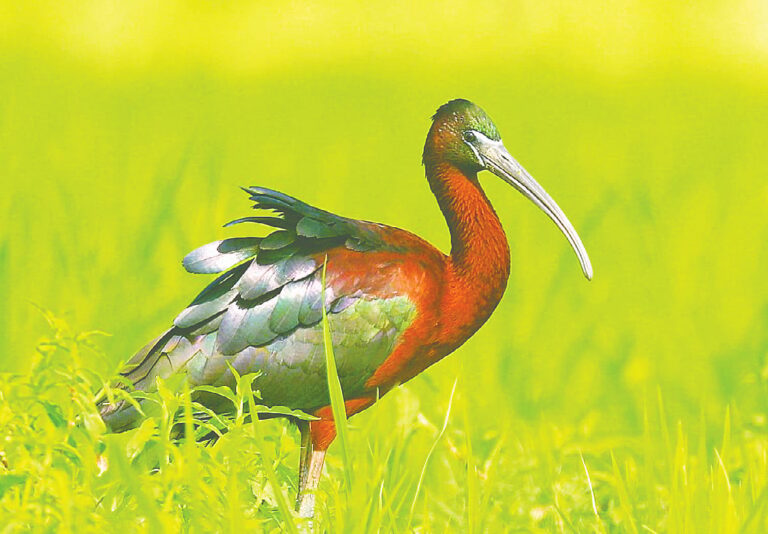 Rare Glossy Ibis Breeding Colonies Emerge Across Northern Bangladesh