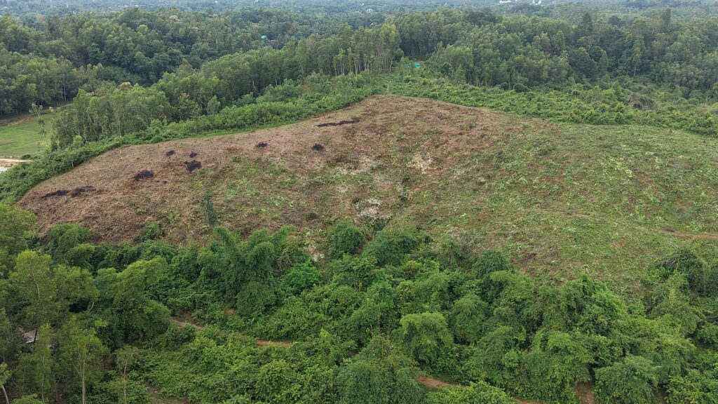Lohagara Syndicate Deforests Protected Bamboo Habitat to Clear Land for Commercial Planting