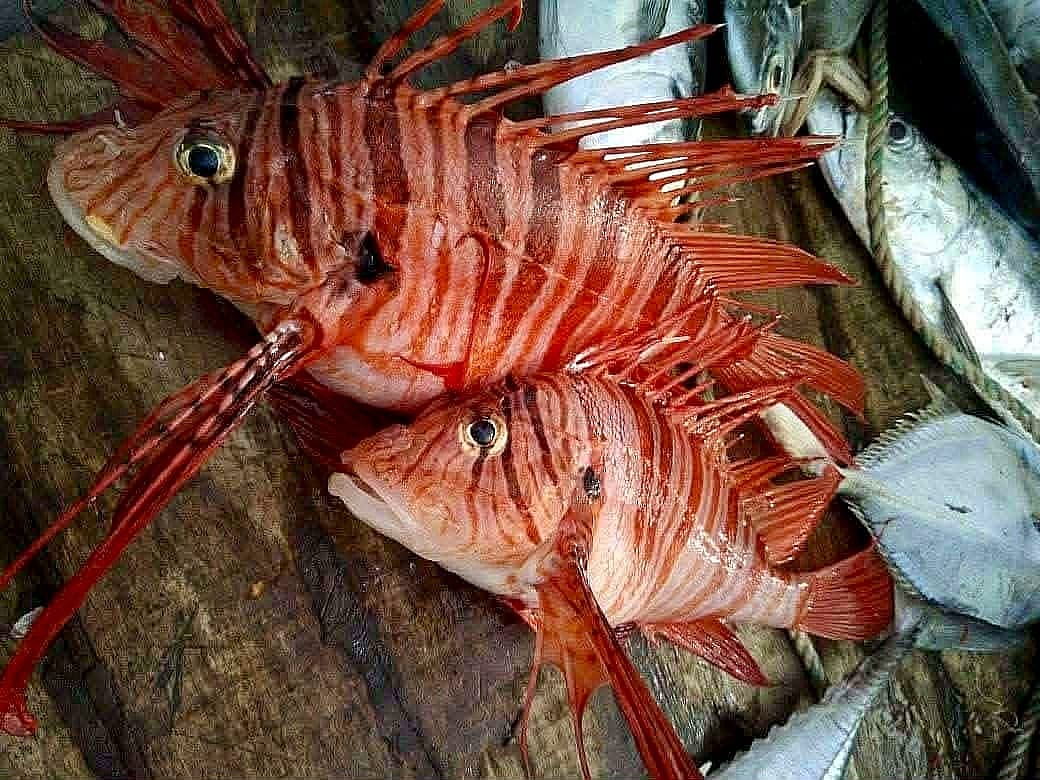 Rare venomous lionfish caught by fishermen in Bay of Bengal near Kuakata
