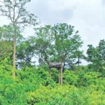 Elephant Poaching Crisis Escalates in Cox’s Bazar as Local Settlements Drive Fatal Conflict