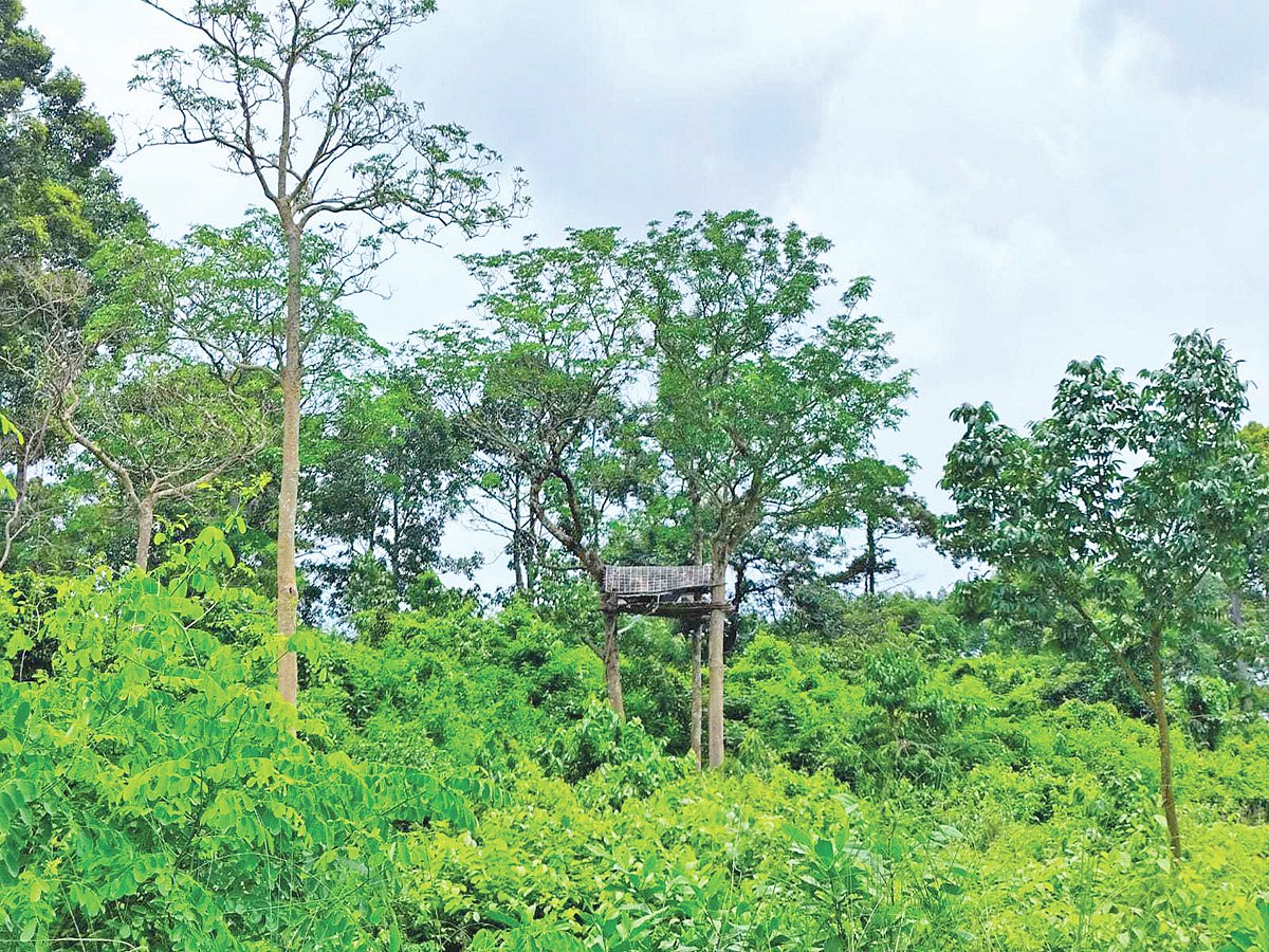Elephant Poaching Crisis Escalates in Cox’s Bazar as Local Settlements Drive Fatal Conflict
