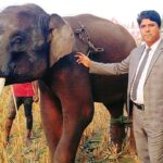 Owner Seeks Prime Ministerial Intervention for Injured Elephant at Gazipur Safari Park