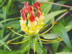 Natures Chromatic Display: Decoding the Color-Changing Wonders of Gloriosa Superba and Brunfelsia