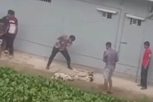 Public outcry mounts in Chittagong following viral video of dog killings