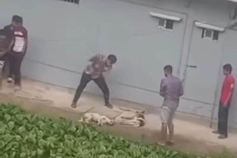 Public outcry mounts in Chittagong following viral video of dog killings